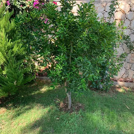 Lady Detached With Sea View Villa